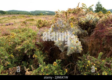 Spinnennetze, bedeckt mit Morgentau zwischen Ginsterbüschen auf der Dorset Heide Stockfoto