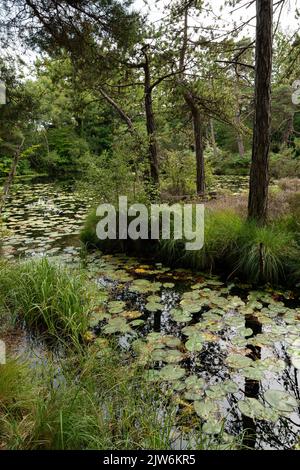 Ruhiger Teich mit Seerosen, umgeben von Kiefern und üppiger Vegetation in Dorset Landschaft Stockfoto