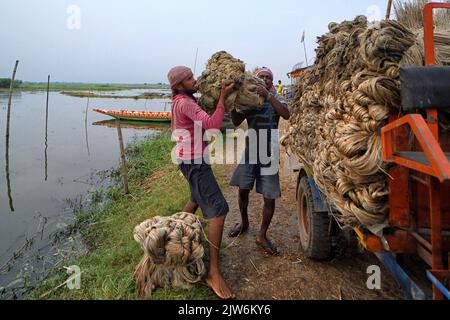 Labors transportieren rohe Jute mit einem Kleinbus in Bortir Bill, einem riesigen Feuchtgebiet, das von Ackerland umgeben ist, im 24 North Parganas Distrikt von Westbengalen, etwa 50km von der Hauptstadt Kalkutta entfernt. Jute ist eine der wichtigsten Nutzpflanzen und wichtigen Naturfasern nach Baumwolle in Bezug auf Anbau und Nutzung. Der Juteanbau ist abhängig vom Klima, der Jahreszeit und dem Boden. Rund 85 % der Juteanzucht der Welt konzentriert sich auf das Ganges-Delta und hauptsächlich im östlichen und nordöstlichen Teil Indiens. Jute wird auch die Goldene Faser genannt und hat daher eine wichtige Rolle in der Textilindustrie Stockfoto