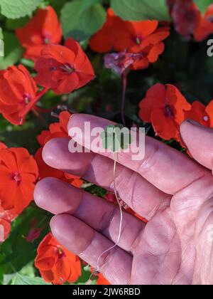 Eine Hand, die Kleeblatt gegen rote Impatiens walleriana-Blüten hält Stockfoto