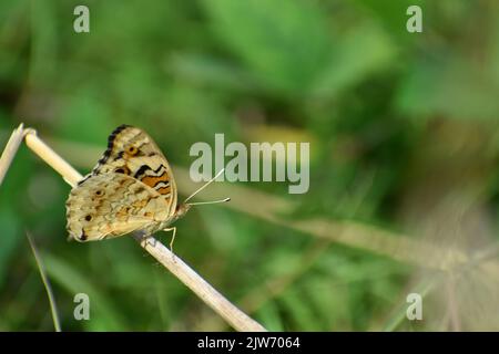 Nahaufnahme eines blauen Stiefmütterchen-Schmetterlings, der auf getrocknetem Gras ruht. Geschlossene Flügel. Junonia. Stockfoto