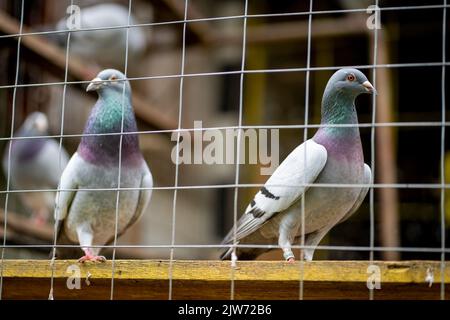 Eine gezielte Aufnahme von Felstauben oder Tauben (Columba livia) hinter einem Drahtzaun Stockfoto