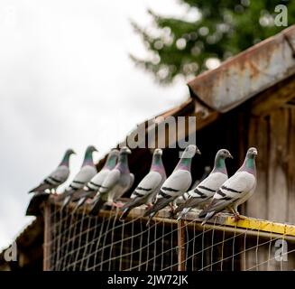 Eine gezielte Aufnahme von Felstauben oder Tauben (Columba livia) auf einem Drahtzaun Stockfoto