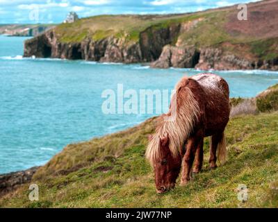 Wilde Ponys am Rinsey Coastline Cornwall. Stockfoto