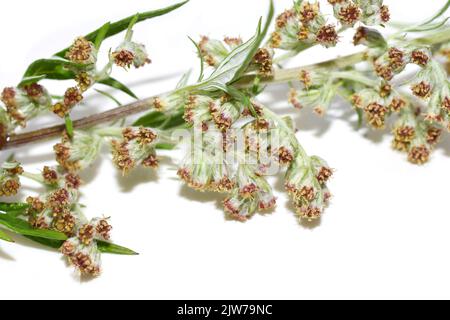 Nahaufnahme der Allergenpflanze gewöhnliches Beifuß Artemisia vulgaris isoliert auf weißem Hintergrund Stockfoto