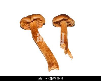 Die hochgiftige, tödliche Webcap Cortinarius rubellus isoliert auf weißem Hintergrund Stockfoto