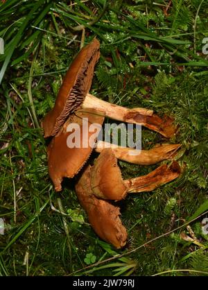 Die hochgiftige, tödliche Webcap Cortinarius rubellus in einem Wald Stockfoto