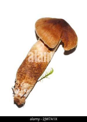 Die hochgiftige, tödliche Webcap Cortinarius rubellus isoliert auf weißem Hintergrund Stockfoto