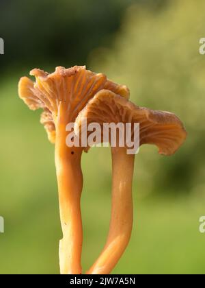 Yellowfoot chantarelles Craterellus tubaeformis in einem Wald Stockfoto