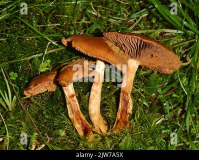 Die hochgiftige, tödliche Webcap Cortinarius rubellus in einem Wald Stockfoto