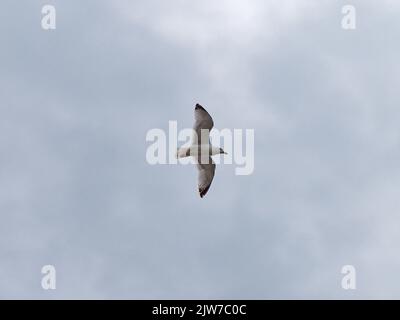 Ein Möwenvogel fliegt in einem bewölkten Himmel. Bedecktem, grauem Himmel. Weißer Vogel, der unter Wolken fliegt Stockfoto