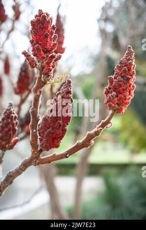 Rhus typhina, der Staghorn sumac, ist eine blühende Pflanze aus der Familie der Anacardiaceae. Stockfoto