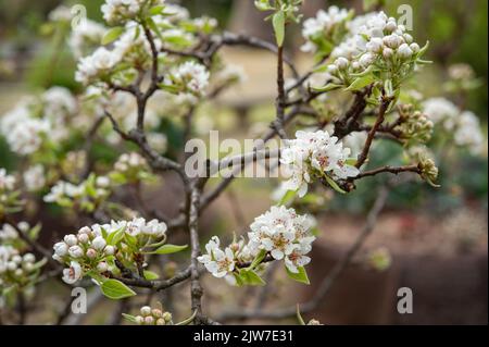 Pyrus communis, die gewöhnliche Birne, ist eine Birnenart, die in Mittel- und Osteuropa und in Westasien beheimatet ist. Stockfoto