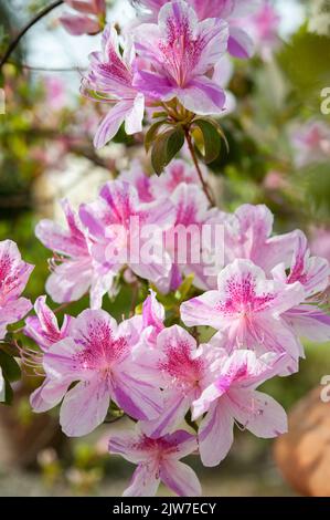 Rhododendron yedoense f. poukhanense, die koreanische Azalee, ist eine blühende Pflanze aus der Familie der Ericaceae.. Stockfoto