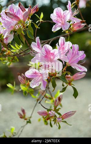 Rhododendron yedoense f. poukhanense, die koreanische Azalee, ist eine blühende Pflanze aus der Familie der Ericaceae.. Stockfoto