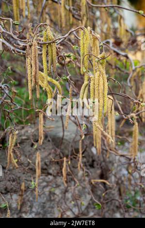 Corylus avellana, mit seinen typischen verdrehten und verdrehten Zweigen. Stockfoto