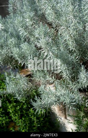 Helichrysum italicum ist eine blühende Pflanze aus der Familie der Asteraceae. Stockfoto