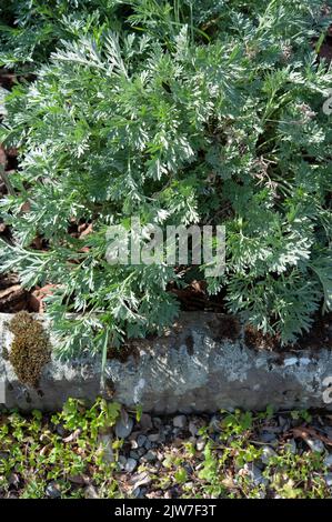 Artemisia absinthium Pflanze in einem Blumenbeet.. Stockfoto