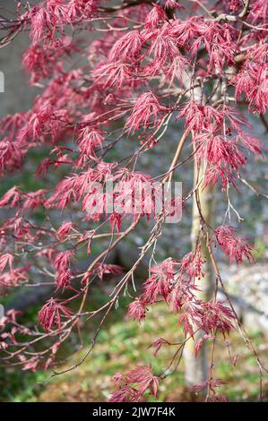 Acer palmatum-dissectum atropurpureum. Zweige mit lila Blättern.. Stockfoto