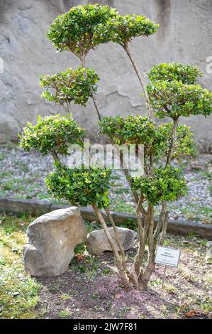 Buxus sempervirens im botanischen Garten. . Stockfoto