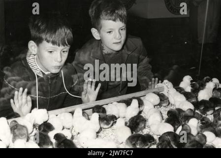 Bild von zwei Jungen in einem Container mit Küken auf der Geflügelausstellung im Julianahal und im Merwedhal der Jaarbeurs (Croeselaan) in Utrecht. Stockfoto