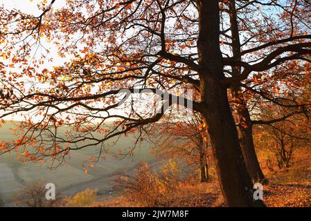 Karpaten Herbstuntergang zwischen Bäumen Stockfoto