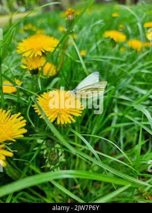 Schmetterling auf einem Dandelion blüht draußen Dandelion im Garten Stockfoto