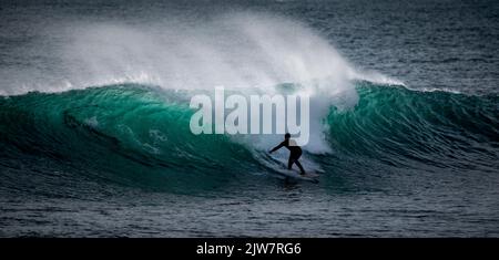 Surfer fingen an, die besten Wellen in Cornwall am Porthleven Reef zu reiten. Wunderschöne türkisfarbene Wellen steigen vom Riff ab. Stockfoto