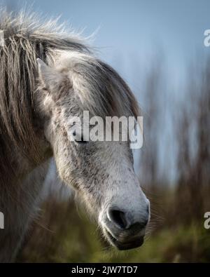 Wilde Ponys am Rinsey Coastline Cornwall. Stockfoto