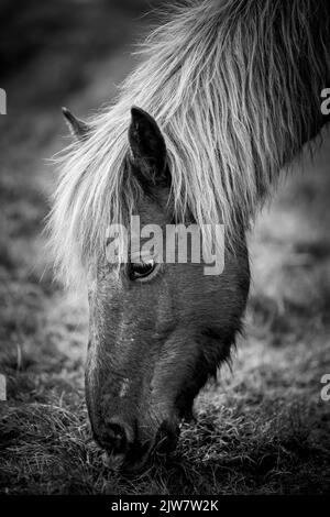 Wilde Ponys am Rinsey Coastline Cornwall. Stockfoto