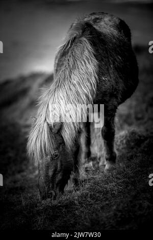 Wilde Ponys am Rinsey Coastline Cornwall. Stockfoto