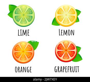 Set Mit Frischen Zitrusfrüchten. Orange Grapefruit Zitrone Limette isoliert Vektor Illustration. Stock Vektor