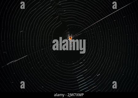 Berlin, Deutschland. 04. September 2022. Im Hintergrund und vor dunklem Hintergrund ist das filigrane Geflecht einer jungen Kreuzspinne zu sehen, die in der Mitte ihres Baus auf Beute wartet. Quelle: Wolfgang Kumm/dpa/Alamy Live News Stockfoto