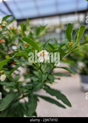 Wunderschöne Hagebuttenrose blüht im Gewächshaus Stockfoto