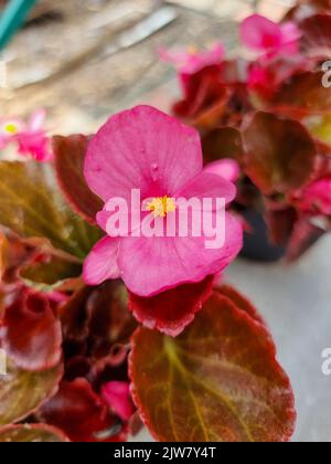 Eine schöne Begonia blüht draußen Begonien im Garten Stockfoto