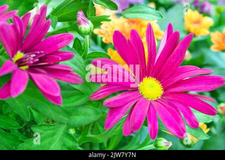 Pink Chrysanthemum blüht im Garten aus nächster Nähe Stockfoto