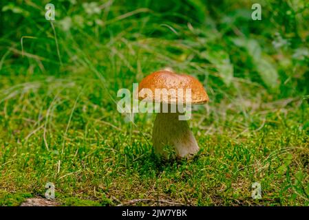 Der Steinpilz wächst aus Moos Stockfoto