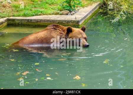 Ein ausgewachsener Bär, offizielles Symbol des Kantons Bern, schwimmt im Becken im Bärengraben, einem der meistbesuchten touristischen Ziele in Bern Stockfoto