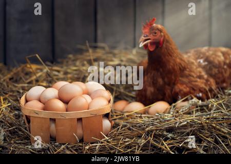 Schachtel mit Eiern mit rotem Huhn in trockenem Stroh in einem hölzernen Hühnerhaus Stockfoto