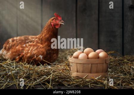 Korb mit Eiern mit rotem Huhn in trockenem Stroh in einem hölzernen Hühnerhaus Stockfoto