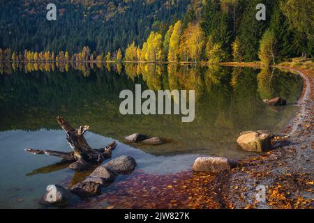 Atemberaubende Herbstlandschaft mit bunten Laubbäumen im Wald und dem berühmten Vulkansee. Großer touristischer und Reise Ort, Saint Ana See, Transy Stockfoto