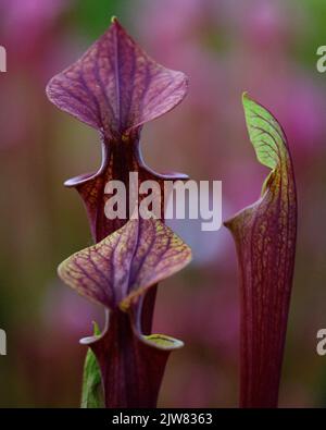 Die schöne und tödliche Sarracenia Trompetenkrug Pflanze. Sie wollen kein Käfer um eine dieser fleischfressenden Pflanzen sein. Stockfoto