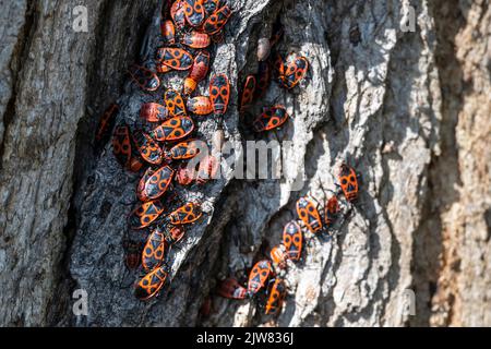 Auf der Rinde eines Baumes sammelten sich Feuerkäfer oder Feuerwanzen Stockfoto