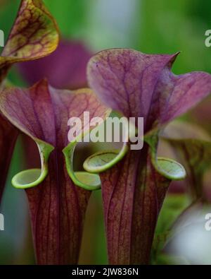 Die schöne und tödliche Sarracenia Trompetenkrug Pflanze. Sie wollen kein Käfer um eine dieser fleischfressenden Pflanzen sein. Stockfoto