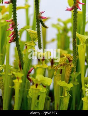 Die schöne und tödliche Sarracenia Trompetenkrug Pflanze. Sie wollen kein Käfer um eine dieser fleischfressenden Pflanzen sein. Stockfoto