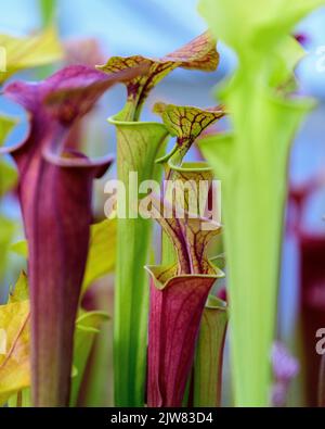 Die schöne und tödliche Sarracenia Trompetenkrug Pflanze. Sie wollen kein Käfer um eine dieser fleischfressenden Pflanzen sein. Stockfoto