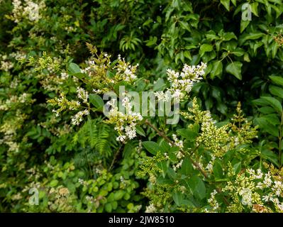 Blütenhecke (Ligustrum ovalifolium) in Blüte. St Mary's, Isles of Scilly, Cornwall, England, Großbritannien. Stockfoto