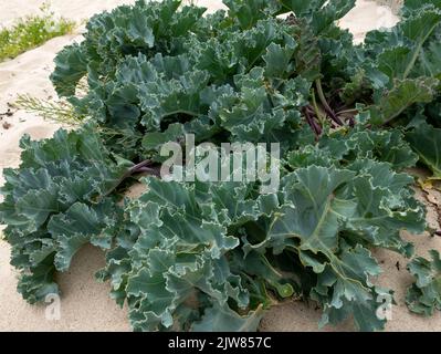 Meereskohl (Crambe maritima) wächst am Strand. St Mary's, Isles of Scilly, Cornwall, England, Großbritannien. Stockfoto