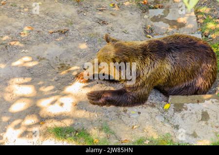 Ein Bär, offizielles Symbol des Kantons Bern, schläft in der Bärengraben, einem der meistbesuchten Touristenziele in Bern, Schweiz. Bear Park in Stockfoto