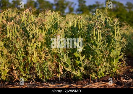 Schoten reifender grüner Erbsen aus der Nähe. Grüne Erbsenschoten reifen auf Büschen. Gemüsegarten mit wachsenden grünen Erbsen. Grüne Erbsen reifen. Anbau von Bio-Lebensmitteln. Stockfoto